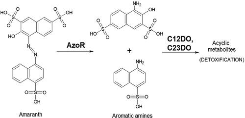 Figure 2. Main biochemical steps in amaranth biodegradation (AzoR – azoreductase; C12DO – catechol-1,2-dioxygenase, C23DO – catechol-2,3-dioxygenase). The scheme illustrates the first stage of decolorization (catalyzed by AzoR) and the second stage in which the detoxification is performed. The key biochemical step in it is the decyclization of the intermediate metabolites by the ortho-cleavage (catalyzed by C12DO) or meta-cleavage (catalyzed by C23DO).