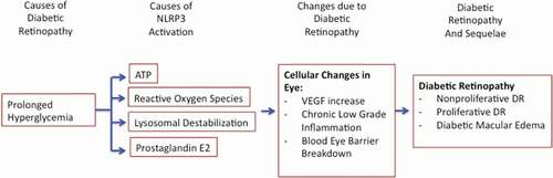 Figure 1. Activation and complications of the NLRP3 Inflammasome in Diabetic Retinopathy.