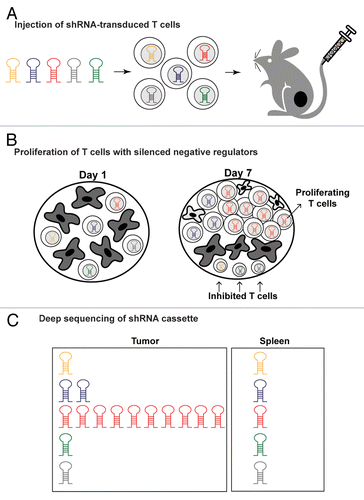 Figure 1. In vivo shRNA screen for the discovery of negative regulators of T-cell function in tumors. (A) Ovalbumin (Ova)-specific T cells were infected with pooled shRNA libraries encoded in a lentiviral vector prior to being injected into mice bearing B16-Ova melanomas. (B) shRNAs that attenuated key negative regulators relieved T cell inhibition, thereby enabling substantial T-cell expansion preferentially within tumors in response to tumor-antigen recognition. (C) Deep sequencing of the shRNA cassette from purified T cells provided a quantitative representation of all shRNAs in the pool across different tissues. shRNAs enabling T-cell proliferation in tumors were substantially enriched due to lentiviral vector integration into the genome of T cells.