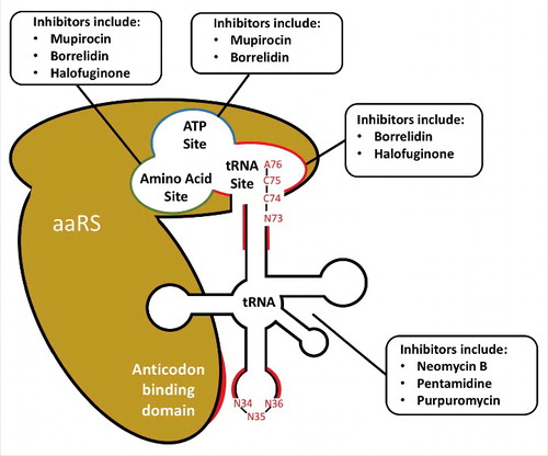 Figure 1. Druggable regions for inhibition of aminoacylation. Examples of drugs targeting each region of either the aaRS enzyme of tRNA substrate are shown. Acceptor stem and anticodon tRNA regions (highlighted in red) are frequently strong determinants for aaRS recognition. Notable residues comprising the anticodon (N34, N35, N36), CCA-tail (A76, C75, C74) and discriminator base (N73) are also shown. AaRS regions involved in tRNA recognition are also depicted, including the tRNA, ATP, and amino acid sites in the catalytic domain, as well as the anticodon recognition region (shown in red) of the anticodon binding domain.