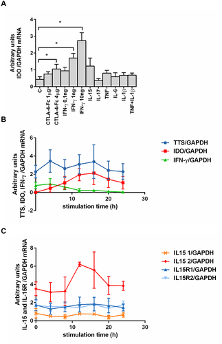 Figure 1 Effect of different cytokines on IDO mRNA expression and kinetics of chosen proteins expression by human BMMC. (A) Effect of cytokines stimulation on IDO mRNA expression in RA and OA BMMC. Data are presented as the mean ± SEM (n = 3 in OA and n = 3 in RA patient groups, shown together). Differences between different stimuli and control were analyzed by Wilcoxon test; * p < 0.05. C (control) – cells cultured alone in culture medium, concentrations of used compounds: CTLA-4-Fc (1 or 4 μg/mL), IFN- γ (0.1-1-10 ng/mL), IL-15 (10 ng/mL), IL-17 (10 ng/mL), TNF (10 ng/mL), IL-6 (5 ng/mL), IL-1β (1 ng/mL). (B) Expression of IDO, TTS, IFN-γ and (C) IL-15, IL-15R mRNA was analyzed using RT PCR on human BMMC treated with CTLA-4-Fc in 4h intervals. Representative mean values of three independent experiments (BMMC from one RA patient and two OA patients) ± SEM are shown. IDO, indoleamine 2,3-dioxygenase; TTS, tryptophanyl-tRNA-synthetase; IFN-γ, interferon gamma; IL-15, interleukin-15; IL-15R1/2, interleukin-15 receptor α (isoform 1/2).