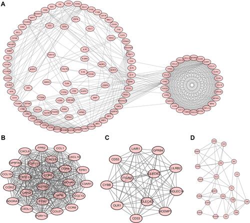 Figure 4 (A) Protein–protein interaction (PPI) network and (B–D) the top 3 modules acquired from the APP MCODE.