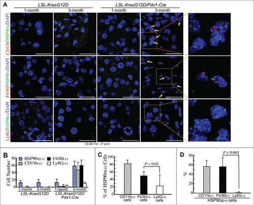 Figure 4. Confirmation of macrophages as predominant HSP90α-expressing CD11b+-myeloid cells during PDAC development. (A) Duplex in situ hybridization assays showing that F4/80+ cells rather than Ly6G+ cells were the HSP90α-expressing CD11b+ myeloid cells in the pancreatic tissues of LSL-KrasG12D/Pdx1-Cre mice at 3 months of age. The HSP90α+ cells with simultaneous CD11b+, F4/80+, or Ly6G+ were not detected from the pancreatic tissues of 1-month-old LSL-KrasG12D/Pdx1-Cre mice and 1- or 3-month-old LSL-KrasG12D mice. (B) Quantification of the cells with HSP90α+, CD11b+, F4/80+, and Ly6G+, respectively, from the pancreatic tissue sections described in (A). (C) Quantification of the % of HSP90α+ cells from CD11b+, F4/80+, and Ly6G+ cells, respectively, from the pancreatic tissue sections of LSL-KrasG12D/Pdx1-Cre mice at 3 months of age. (D) Quantification of the % of CD11b+, F4/80+, and Ly6G+ cells, respectively, from HSP90α+ cells from the pancreatic tissue sections of LSL-KrasG12D/Pdx1-Cre mice at 3 months of age.