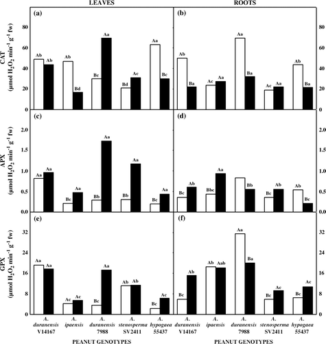 Figure 5.  Activity of antioxidative enzymes in five peanut genotypes after 20 days grown under control (open bars) or withholding water (closed bars) conditions. (a) Total CAT activity in leaves and (b) roots; (c) total APX activity in leaves and (d) in roots; (e) total GPX activity in leaves and (f) in roots. Additional details as in Figure 1.