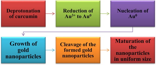 Figure 5. The different steps that occurred in the preparation of Au NPs.
