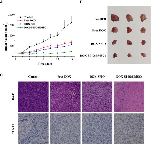 Figure 6 In vivo therapeutic effect. (A) Relative tumor volumes and curves of the tumor-bearing mice with different treatment. (B) Digital images show tumors harvested from different groups. (C) H&E and TUNEL-stained tumor slice images (200× magnification).