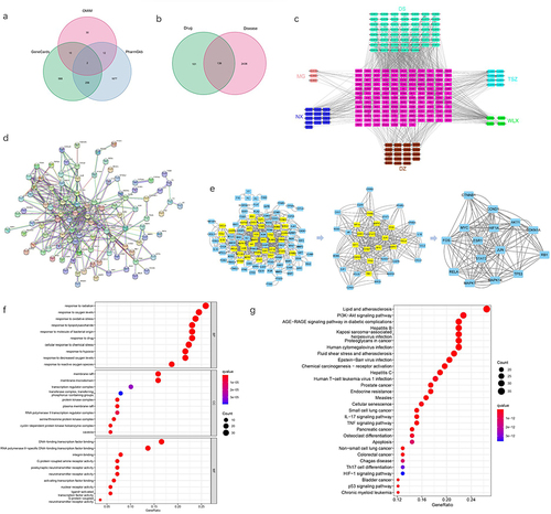 Figure 2 Network pharmacological analysis of BSHXF in treating IVDD. (a) The number of the IVDD disease targets obtained from GeneCards, PharmGKB and OMIM database. (b) Venn diagram summarizing the intersection targets of BSHXF and IVDD. (c) BSHXF-target-IVDD network. The network was constructed by linking 101 candidate compounds from the 6 herbs, which are constituents of BSHXF to the 139 target genes. (d) Protein-protein interaction (PPI) network of BSHXF and IVDD targets. (e) The process of topological screening for the PPI network. Screen the core proteins in two steps based on the thresholds of Betweenness, Closeness, Degree, Eigenvector, LAC, and Network. (f) Gene Ontology (GO) functional enrichment analysis. The top 10 of GO enrichment analysis (BP represented biological progress of core targets. CC represented cellular components of core targets. MF represented the molecular function of core targets). (g) Kyoto Encyclopedia of Genes and Genomes (KEGG) functional enrichment analysis. The top 30 signaling pathways from KEGG analysis.