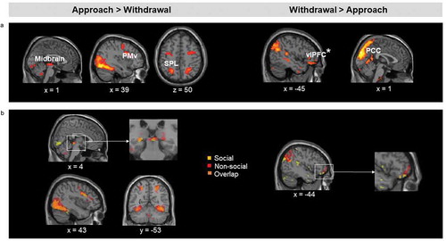 Figure 4. (a). Brain regions showing increased activation for approaching relative to withdrawing stimuli (left), and for withdrawing relative to approaching stimuli (right), irrespective of stimulus category and threat level. (b). Left: Results of the conjunction analysis showing the overlap on the midbrain between (non-social threats approach > withdrawal) and (social threats approach > withdrawal). Right: Results of the conjunction analysis showing the overlap on the vlPFC between (non-social threats withdrawal > approach) and (social threats withdrawal > approach). PMv = ventral premotor cortex; SPL = superior parietal lobule; vlPFC = ventrolateral prefrontal cortex (*significant at p< .005 uncorrected, FDR-corrected p< .05); PCC = posterior cingulate Activation threshold set at cluster-forming p< .001 uncorrected, and FDR-corrected p< .05 at the cluster level. Results in the figure are displayed at p< .005 uncorrected for visualization purposes, but only clusters surviving at the predefined threshold are highlighted.