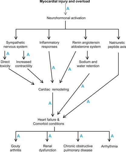 Figure 1 Statins influence the pathophysiological mechanisms in heart failure (indicated by A).