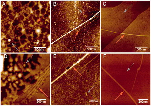 Figure 4. Atomic force microscopy. Height images of 4R aggregation process in absence (positive control) and presence of 5, at two distinct magnifications. (A) and (D) Positive control (4R aggregation). (B) and (E) 4R aggregation in presence of 5 at 1 μM. (C) and (F) 4R aggregation in presence of 5 at 10 μM. Both gray and orange arrows represent oligomers and fibrils respectively.