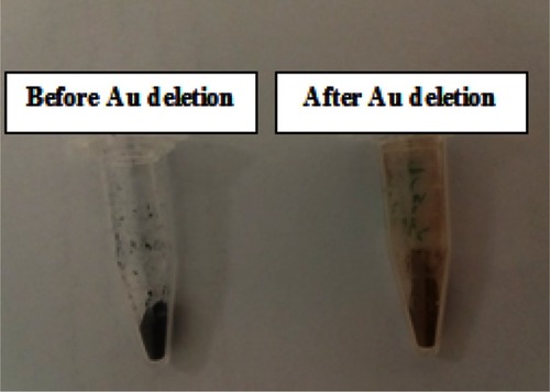 Figure 4 Change in the color of nano-system before and after removing the Au.
