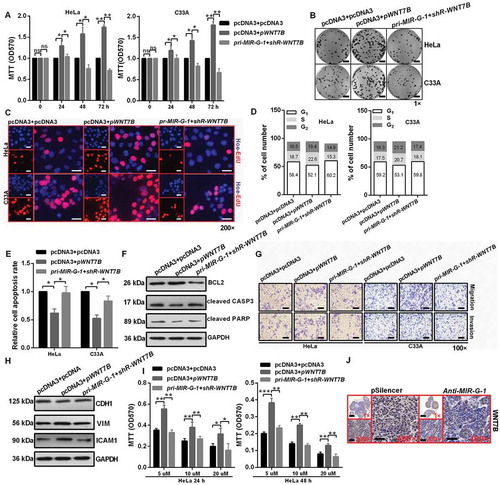 Figure 8. MIR-G-1 plays an oncogenic role in cervical cancer by regulating WNT7B expression. (a-c) Overexpression of WNT7B promoted cell proliferation. Scale bar: 50 mm. (d) Overexpression of WNT7B promoted cell cycle progression. (e-f) Overexpression of WNT7B inhibited apoptosis. (g-h) Overexpression of WNT7B promoted migration, invasion and EMT progression. Scale bar: 50 μm. (i) Overexpression of WNT7B promoted drug resistance. (j) IHC showed the expression levels of WNT7B in subcutaneous xenotransplanted tumor tissue. Scale bar: 50 μm. Experiments were performed 3 times, and data are presented as means ±SD.*P < 0.05; **P < 0.01; ***P < 0.001; ns, not significant.