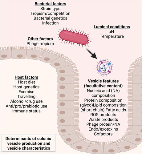 Figure 2. Determinants of bacterial vesiculation and of vesicle characteristics in the large intestine.