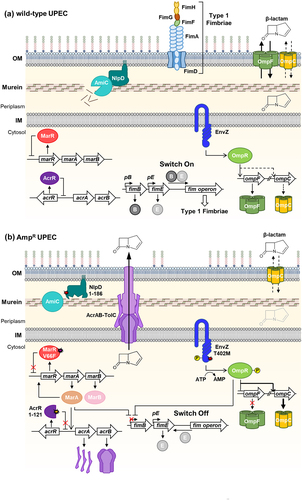 Figure 8. A proposed model of multidrug resistance mechanisms in the laboratory-evolved AmpR UPEC strains.