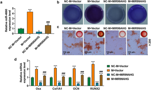 Figure 6. Upregulated miR-4660 reversed the effects of overexpressed MIR99AHG on miR-4660 expression and the osteogenic differentiation of BMSCs.(a) Relative miR-4660 expression following miR-4660 upregulation and MIR99AHG overexpression was measured via qRT-PCR. U6 was the internal reference. (b-c) Effects of overexpressed MIR99AHG and miR-4660 overexpression on osteogenic differentiation of BMSCs were evaluated by both ALP staining (b) and Alizarin Red S staining (c). Magnification: × 200. Scale bar = 100 μm. (d) Relative mRNA expression of Osx, Col1A1, OCN and RUNX2 after overexpressed MIR99AHG and miR-4660 upregulation was quantified with qRT-PCR. β-actin was the internal reference. All experiments have been performed independently in triplicate and data were expressed as mean ± standard deviation (SD). *p<0.05, ***p<0.001, vs. NC-M+Vector; ###p<0.001, vs. M+Vector; ^^^p<0.001, vs. NC-M+MIR99AHG. M: miR-4660 mimic; NC-M: negative control for mimic.