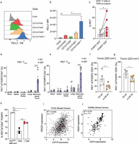 Figure 4. TAMs modulate PD-1 expression of CD4+ T cells. (a) Representative histogram depicting PD-L1 expression on indicated cell populations in mammary tumors (225 m2) of KEP mice. (b) Quantification of PD-L1 MFI in indicated populations depicted in A (n = 3 mice/group). (c) Quantification of PD-1 expression in FOXP3− and FOXP3+ sorted CD4+ Tconvs isolated from spleens of tumor-bearing KEP mice that were co-cultured with TAMs for 72 h with 300 U/mL IL-2 and 20 ng/mL M-CSF. Data pooled from 8 independent in vitro experiments. (d-e) Frequencies of PD-1 expression gated on FOXP3− (d) and FOXP3+ (e) CD4+ T cells in indicated tissues of KEP mice bearing (225 m2) mammary tumors versus WT littermates (n = 3–8 mice/group). (f-g) Frequency of PD-1+ cells of CD4+FOXP3− (f) CD4+FOXP3+ (g) T cells in mammary tumors of mice treated with anti-CSF1R or control (n = 5 mice/group). (h) Quantification of PD-1 expression in PD-1posCD4+CD25− T cells isolated from KEP mammary tumors cultured with CD45+ F4/80high macrophages for 72 h with 300 U/mL, IL-2 and 20 ng/mL M-CSF. Data pooled from 2–3 independent in vitro experiments. (i) Scatter plot depicting correlation between PDCD1 versus CSF1R mRNA expression log2(norm_count+1) in tumors of the TCGA human breast cohort (n = 1218 patient samples). (j) Scatter plot depicting correlation between Pdcd1 versus Csf1r mRNA expression (normalized read counts) in mammary tumors obtained from 16 different GEMMs for mammary tumor formation, as previously described Citation29 (n = 145).