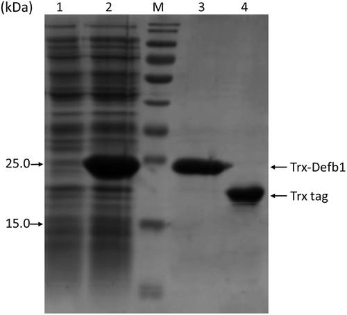 Figure 3. SDS-PAGE analysis of Trx-Defb1 purity.Lane 1 and Lane 2, the flow-through sample and sample before purification; M, molecular weight marker (kDa); Lane 3, purified Trx-Defb1 fusion protein; Lane 4, purified Trx protein.