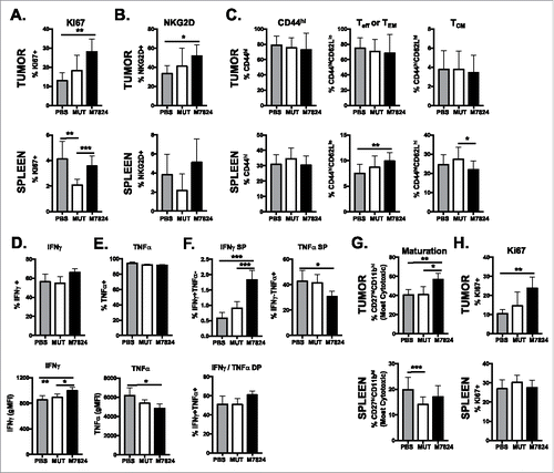 Figure 5. M7824 induces a more active CD8+ T and NK cell phenotype in the TME. EMT6 tumor-bearing mice were treated as in Figure 1. (A, B, C, G, H) Immune subsets in the tumor (top panels) or spleen (bottom panels) were examined 15 days after tumor implant by flow cytometry. CD8+ T cell expression of Ki67 (A), NKG2D (B), and maturation (CD44/CD62L) (C) were examined as well as NK cell maturation (CD27/CD11b) (G) and expression of Ki67 (H). Data combined from 2–3 independent experiments, n = 3-10 mice. (D, E, F) Isolated splenic CD8+ T cells were restimulated ex vivo with PMA and ionomycin for 4 hours. Expression of IFNγ (D, F) and TNFα (E, F) was determined by flow cytometry. Frequency of IFNγ single-producers (SP), TNFα SP, or IFNγ/TNFα double-producers (DP) in (F). Data are representative of 2 independent experiments, n = 5 mice. All graphs show mean ± SD.