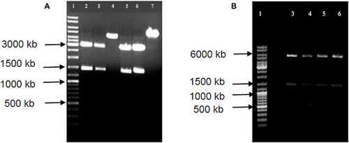 Figure 3 (A) pET28b(+) plasmid containing TbHK gene, double digested with XhoI and NdeI restriction enzymes. Lane 1 represents the DNA ladder, lanes 3 to 6 represents positive clones. (B) pET22b(+) plasmid containing HsGCK gene, double digested with XhoI and NdeI restriction enzymes. Lane 1 represents the DNA ladder, lanes 2 to 7 represent positive clones.