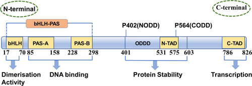 Figure 1 Functional domains in HIF-1α transcription factors. HIF-1α contains a bHLH (basic helix-loop-helix) motif, two PAS (Per-ARNT-Sim) domains (PAS-A and PAS-B) and a C-terminal transcriptional activation domain (C-TAD), a second transcriptional activation domain (N-TAD), as well as N- and C-terminal oxygen-dependent degradation domains (NODD and CODD, respectively).