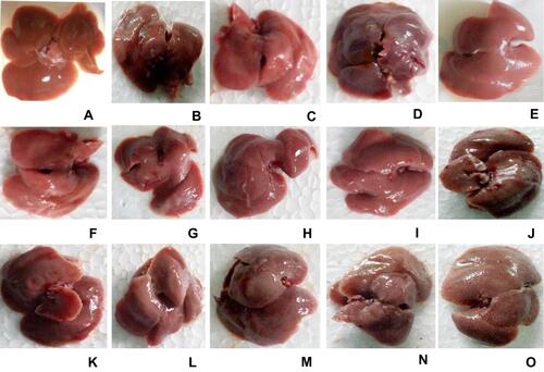 Figure 2 Photograph of liver of mice treated with 80% methanol extract and solvent fractions of Clutia abyssinica leaf.Notes: (A) Negative control (received 2%TW80 only), (B) toxicant control (administered with CCl4 only), (C) positive control (silymarin + CCl4), (D) M100 + CCl4, (E) M200 + CCl4, (F) M400 + CCl4, (G) BF100 + CCl4, (H) BF200 + CCl4, (I) BF400 + CCl4, (J) CF100 + CCl4, (K) CF200 + CCl4, (L) CF400 + CCl4, (M) AF100 + CCl4, (N) AF200 + CCl4, (O) AF400 + CCl4.