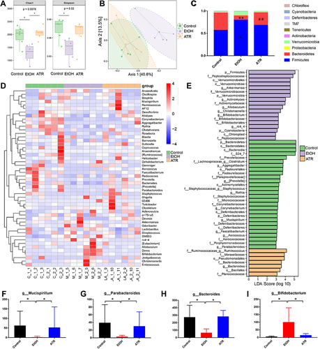 Figure 4 ATR altered the gut microbiota in gastric ulcer rats. (A) Chao 1 index and Simpson index. (B) Microbiota community analysis based on PCoA score plots. *p < 0.05 was considered statistically significant compared with EtOH group. (C) Microbiota distribution at the phylum level. *p < 0.05 and **p < 0.01 were considered statistically significant compared with control group. ##p < 0.01 was considered statistically significant compared with EtOH group. (D) Heatmap of the top 50 differentiated taxa at the genus level. (E) Difference of fecal microbial abundance based on LEfSe analysis. Differential changes of Mucispirillum (F), Parabacteroides (G), Bacteroides (H), and Bifidobacterium (I) at the genus level. *p < 0.05 was considered statistically significant compared with EtOH group. Data are expressed as mean ± SD (n = 6).
