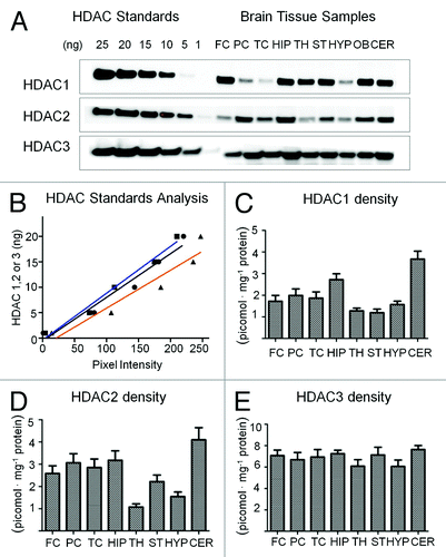 Figure 4. HDAC density assessment in mouse brain using western blot analysis (A) western blot analysis of HDAC expression in different regions of mouse brain. Key: Frontal Cortex (FC), Parietal Cortex (PC), Temporal Cortex (TC), Hippocampus (HIP), Thalamus (TH), Striatum (ST), Hypothalamus (HYP), Olfactory Bulb (OB) and Cerebellum (CER). (B) Linearity of HDAC standard analysis by optical densitometry using imageJ analyzer; blue = HDAC1, black = HDAC2, orange = HDAC3 (C) HDAC1 protein density in regions of mouse brain (D) HDAC2 protein density in regions of mouse brain (E) HDAC3 protein density in different regions of mouse brains (n = 5).