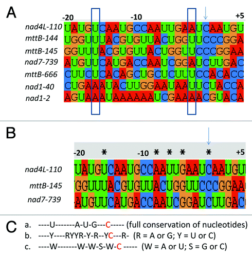 Figure 1. Comparison of putative cis-elements of SLO2 targets. (A) Alignment of putative cis-elements of all RNA editing sites recognized by SLO2. Arrow indicates the editing site, and the rectangles show positions that have a conserved number of hydrogen bonding groups. (B) Alignment of putative cis-elements of the 3 main RNA editing sites recognized by SLO2. * bases conserved among nad4L, mttB and nad7; arrow indicates the editing site. (C) Consensus sequences of the 20 nucleotides upstream of the edited C (red labeled), based on the assumptions proposed previously.Citation8 a, conservation of either one of the 4 nucleotides; b, conservation of purines (R stands for A or G) or pyrimidines (Y stands for U or C). c, conservation based on the number of hydrogen bonding groups (W stands for A or U, S stands for G or C).