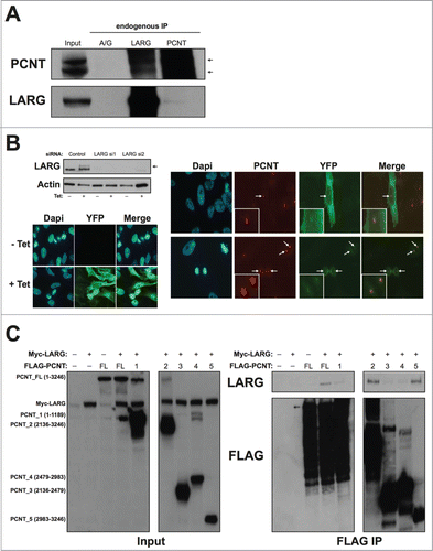 Figure 2. Interaction and co-localization between LARG and Pericentrin. (A). Endogenous co-immunoprecipitation of LARG and PCNT. Upper and lower panels show PCNT and LARG western blots on indicated inputs and IPs. Black arrows indicate the 2 reported isoforms of PCNT (∼380 KDa and ∼250 KDa). (B). Upper left panel shows stable T-REx-HeLa cells expressing N terminally tagged YFP-LARG (indicated by the black arrow) induced by the addition of 1 μg/ml tetracycline (Tet) for 24 hrs. Extracts were probed for LARG, with the endogenous band visible underneath the marked YFP-LARG band. To confirm that this higher MW band was indeed YFP-LARG, 2 separate LARG-directed siRNA were transfected 24 hrs prior to tetracycline addition leading to depletion of both the endogenous and YFP-LARG bands (lanes 3–6). Non-targeting siRNA was used as a negative control (lanes 1–2). Actin was used as a loading control. Lower left panel shows direct vizualization of YFP LARG in this stable cell line with or without the addition of 1 μg/ml tetracycline for 24 hrs. Right panel shows direct vizualization of YFP-LARG in this cell line as in the left panel, but with co-staining for endogenous PCNT. White arrows indicate YFP-LARG accumulation at PCNT-positive structures in both interphase (upper panel) and mitotic cells (lower panel). Inserts show enlarged images of co-localizing area. (C). HEK293 cells were transfected with 1 μg of Flag-PCNT plasmid and 3 μg Myc-LARG plasmids as indicated. Forty-8 hours after transfection FLAG IPs were performed and probed for either LARG (upper panels) or FLAG (lower panels). Inputs are shown in the left panels, with IPs shown on the right panels. Empty Myc-vector and Myc-LARG transfections were used as controls for non-specific binding to M2-FLAG beads. The regions of PCNT expressed by each plasmid are indicated on the left and in Figure S1A.