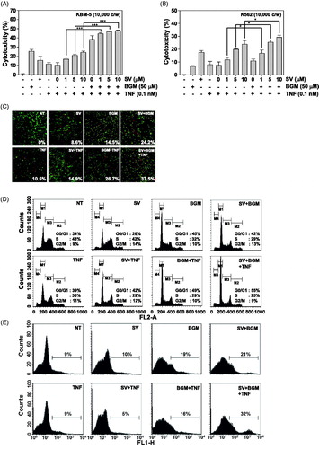 Figure 1. (A) KBM-5 cells were pretreated with 10 μM SV in the presence or absence of 50 μM BGM for 12 h, incubated 1 nM TNF for 24 h. Cell viability was then analyzed by MTT assay. (B) K562 cells were pretreated with 10 μM SV in the presence or absence of 50 μM BGM for 12 h, incubated 1 nM TNF for 24 h. Cell viability was then analyzed by the MTT assay. (C) KBM-5 cells (1 × 106 cells/ml) were pretreated with 10 μM SV in the presence or absence of 50 μM BGM for 12 h, incubated 1 nM TNF for 24 h. Cell death was determined by the calcein-AM based live/dead assay, as described in “Live/dead cell assay” section. (D) Cells were pretreated with 10 μM SV in the presence or absence of 50 μM BGM for 12 h, incubated 1 nM TNF for 24 h. after which the cells were washed, fixed, stained with PI and analyzed for DNA content by flow cytometry. (E) Cells were pretreated with 10 μM SV in the presence or absence of 50 μM BGM for 12 h, incubated 1 nM TNF for 24 h. Cells were incubated with FITC-conjugated antibody to annexin V, and then analyzed by flow cytometry for early apoptotic effects.