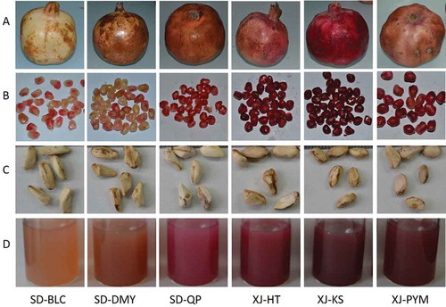 Figure 1. Pomegranate fruits, arils, seeds, and juices of six cultivars from China. A, fruits; B, arils; C, seeds; D, fruit juices.