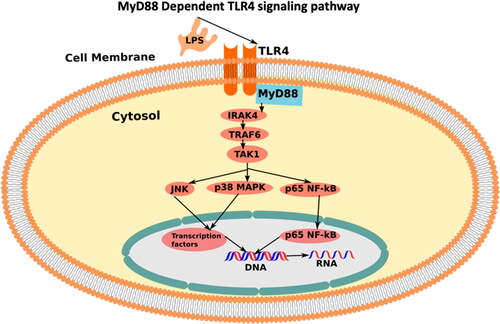 Figure 1. MyD88-dependent TLR4 downstream signaling pathway stimulated upon the presence of LPS (the figure adopted by inkscape software).