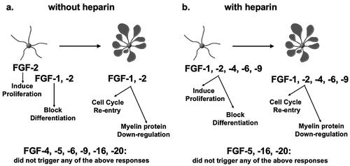 Figure 7. Summary of responses of OL-lineage cells to different FGFs. OPCs (represented here by cell with simple morphology) and mature OL cells (represented here by complex cells with prominent membranes) were cultured in the absence (a) or presence (b) of heparin. The effects of members of the FGF1 (FGF1, FGF2), FGF4 (FGF4, FGF5, FGF6) and FGF9 (FGF9, FGF16, FGF20) were examined on proliferation and differentiation of OPCs, and on cell cycle re-entry and down-regulation of myelin proteins by mature OLs. FGF2 induced all responses strongly but responses to FGF4,-6,-9 were transient and only observed in the presence of heparin. Neither OPCs nor OLs exhibited any responses to FGF5,-16,-20 even in the presence of heparin or at higher concentrations. Note that structurally similar FGFs within subfamilies did not always show similarities in their biological effects on OL-lineage cells.