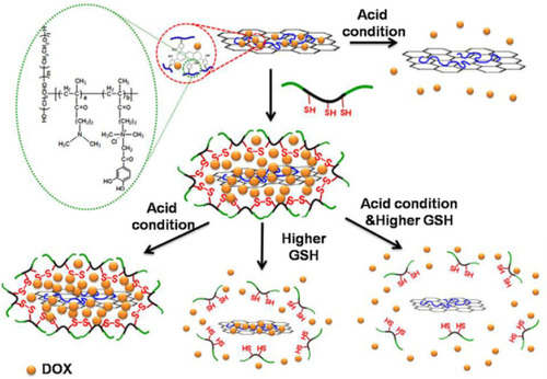 Figure 4 The mechanism of DOX release process in acidic and high GSH level conditions from rGO/QC-PEG and rGO/QC-PEG/Plu-SH.Note: Copyright ©2013. Elsevier. Reproduced from Al-Nahain A, Lee SY, In I, et al. Triggered pH/redox responsive release of doxorubicin from prepared highly stable graphene with thiol grafted pluronic. Int J Pharm. 2013; 450 (1): 208–217.Citation84