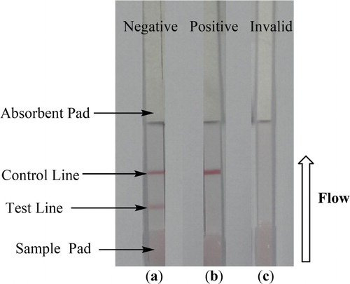 Figure 4. Illustration of typical strip test results. (a) When both the control and test line appear, the test is negative. (b) The test is positive if only the control line appears but without the test line. (c) The test is invalid either; when only the test line appears without the control line or if both test line and control lines do not appear.