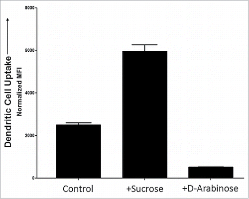 Figure 10. Dendritic cell uptake of purified mAb-1 expressed in CHO cell culture with different sugar supplements.