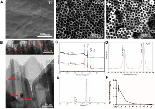 Figure 1 Surface characterization and Ag+ release. (A) the SEM images of nanostructured surfaces of Ti, TiO2-NTs and Ag@TiO2-NTs, respectively. (B) the images of TEM of Ag@TiO2-NT (red arrows indicate AgNPs). (C) the full XPS spectrum of TiO2-NTs and Ag@TiO2-NTs. (D) the fine XPS spectrum of Ag3d. (E) the EDS spectrum of Ag@TiO2-NT. (F) the curve of Ag ion released from Ag@TiO2-NTs on day 1, 3, 5, 7 and 10. The error bars indicate means ± standard deviations.