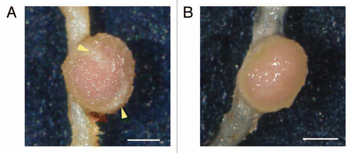 Figure 2 The effect of auxin inhibitor on nodule surface. (A) Typical mature nodule of L. japonicus at 21 dpi. Lenticels are pointed out by yellow arrowheads. (B) The treatment of auxin inhibitor (NPA 100 µM) inhibited lenticel formation on the nodule surface. Bars = 500 µm.