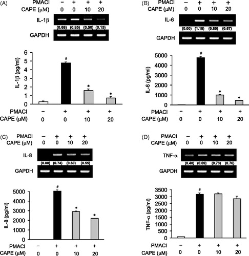 Figure 6. The effect of CAPE on the production of pro-inflammatory cytokines in PMACI-induced HMC-1 cells. The levels of IL-1β, IL-6, IL-8, and TNF-α mRNA expression were determined by RT-PCR. Cells were pretreated with CAPE (10 or 20 μM) for 30 min prior to PMACI stimulation for 3 h. The levels of IL-1β, IL-6, IL-8, and TNF-α protein were determined by ELISA. The cells were pretreated with CAPE (10 or 20 μM) for 30 min prior to PMACI stimulation for 24 h (IL-1β, IL-6, and IL-8) and 3 h (TNF-α), respectively. Each bar represents the mean ± SD from three independent experiments. #p < 0.05, compared with unstimulated cell values. *p < 0.05, compared with PMACI-stimulated values.