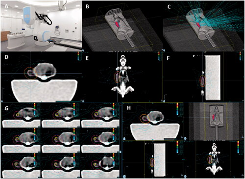 Figure 1. Planning of mouse IGRT (accuracy precision) using the CyberKnife. (A) CyberKnife; (B) Positioning of the mouse during RT; (C) Incident RT during treatment; (D–F) Positioning of the tumor during RT; (G) Dose distribution around tumors; (H) Projection and staging.