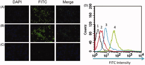 Figure 2. The RBE4 cell targeting of PATRC was detected by immunofluorescence. (A) RBE4 incubated with TP (10 μg/ml); (B) RBE4 incubated with PATRC (containing 10 μg/ml TP); (C) RBE4 incubated with iTP (10 μg/ml). Images were observed under a 20-fold objective lens. RBE4 targeting of PATRC was detected by flow cytometry method. (D,1) RBE4 cells incubated with PBS; (D,2) RBE4 incubated with iTP (10 μg/ml); (D,3) RBE4 incubated with PATRC (containing 10 μg/ml TP); (D,4) RBE4 incubated with TP (10 μg/ml).