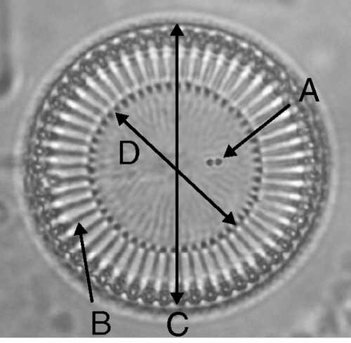 Fig. 2. Variables in the morphological analyses, illustrated on a C. meneghiniana valve. A, number of CFP (central fultoportulae); B, number of striae; C, valve diameter; and D, diameter of the central area.