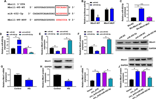 Figure 5 MiR-452-5p targeted Mbnl1. (A) The complementary sequences between miR-452-5p and Mbnl1 were shown. (B) Dual-luciferase reporter assays were performed to confirm the association between miR-452-5p and Mbnl1. (C) The relationship between miR-452-5p and Mbnl1 was verified by RNA pull-down assay. (D) qRT-PCR was carried out to measure the expression of miR-452-5p. (E) qRT-PCR was carried out to measure the expression level of Mbnl1 in different treatments. (F) Western blot was carried out to measure the expression level of Mbnl1 in different treatments. (G and H) The expression of Mbnl1 in HG-treated cells was determined by qRT-PCR and Western blot. (I and J) The expression of Mbnl1 was determined with transfection of circ_Arf3 or circ_Arf3 and miR-452-5p by qRT-PCR and Western blot. *P<0.05.