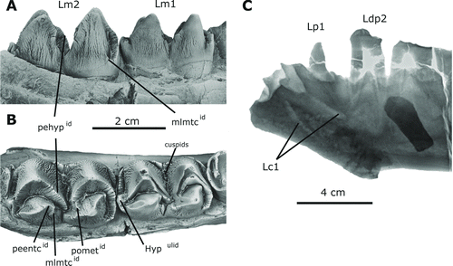 FIGURE 5 Detailed view of the lower permanent dentition of Arretotherium meridionale, sp. nov. A, UF 244187, left m1–m2, lingual view; B, occlusal view; C, X-ray detailed image of the anterior part of UF 244187 showing the erupting permanent Lc1. Abbreviations: pehypid , prehypocristid; mlmtcid , mesiolingual metacristid; peetcid , preentocristid; pometid , postmetacristid; hypulid , hypoconulid.