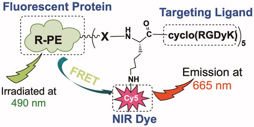 Scheme 1. Schematic illustration of RGD-Cy5-R-PE. RGD is a peptide ligand targeting integrin αvβ3, Cy5 is a NIR fluorescent dye, R-PE is a thermally sensitive protein.