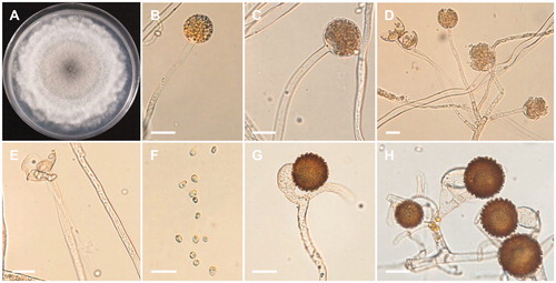 Figure 4. Morphology of Mucor moelleri CNUFC-YJ13. (A) Colony on potato dextrose agar; (B–D) Branched sporangiophores and sporangia; (E) Columella with clear collar present; (F) Sporangiospores; (G, H) Zygospores. Scale bars: B–H = 20 μm.