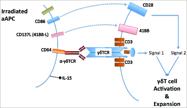 Figure 1. Use of artificial antigen presenting cells for unbiased expansion of blood gamma delta T lymphocytes. An antibody against the gamma delta T cell receptor tethered to the aAPC by the high affinity FcγReceptor, is responsible for forming an immunological synapse involving the gamma delta TCR.