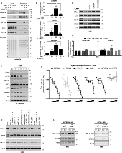 Figure 3. Translation initiation factors are bona fide CMA substrates. (a) Lysosomal fractions of control, CMA-activated 16 h, CMA-activated 36 h and CMA-activated 36 h + siLAMP2A-treated SUM159 cells analyzed by immunoblotting using antibodies to lysosomal membrane protein LAMP1 and LAMP2A, and to translation initiation factor EIF4A1, EIF4H and DDX3X. Total protein levels visualized by Ponceau S Red staining in the fractions. (b) Lysosomal enrichment presented of indicated proteins as fold over control. (n = 3) Data are presented as mean ± S.D. *p < 0.05 **p < 0.01 ***p < 0.001; two-tailed student’s t-test. (c) Protein expression levels of translation initiation factors, EIF4A1, EIF4H, and DDX3X, following 16 h CMA activation in the absence or presence of lysosomal inhibitor CQ (25 µM), the cysteine protease inhibitor E64D (5 µM) or cysteine, serine and threonine peptidase inhibitor leupeptin (40 µM). ACTB was used for equal loading. (d) qPCR data showing the expression of EIF4A1, EIF4H, and DDX3X, following CMA activation. (n = 3) Data are expressed as mean ± S.D. (e) Time-dependent decrease in expression levels of EIF4A1, EIF4H, DDX3X and, along with two known CMA substrates NFKBIA and HK2, as well as the translation elongation factor EEF2 upon CMA activation up to 36 h. ACTB was used for equal loading. (f) The degradation profile of indicated proteins over time (0–36 h). (n = 3) Data are presented as mean ± SEM. * p < 0.05 **p < 0.01 ***p < 0.001; two-tailed student’s t-test. (g) The effect of different CMA activators on the expression of EIF4A1, EIF4H, and DDX3X at the indicated time points. Compounds include 6-AN, geldanamycin (HSP90 inhibitor) or AR7, as CMA activators, compared to the combination treatment of AC220 and spautin-1. (h) Western blot analysis of WT EIF4A1 and EIF4A1Q93,I94A or WT EIF4H and EIF4HV223,Q224A MYC-DDK-expressing ES2 cells following 16 h CMA activation. ACTB was used for equal loading.