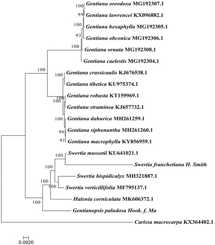 Figure 1. Maximum likelihood phylogenetic tree based on 20 complete chloroplast genome sequences.