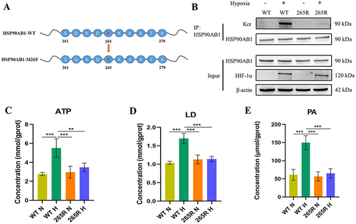 Figure 6 Crotonylation of HSP90AB1 affects its regulation of glycolysis in OSCC.